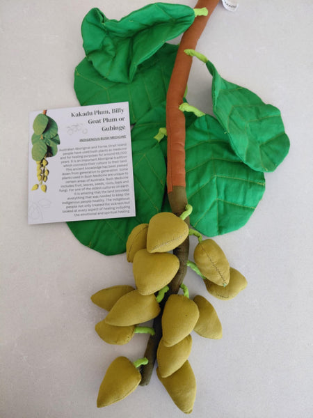 Indigenous Bush Medicine Plant Kit